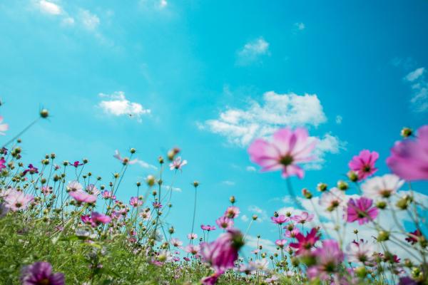 summer flowers