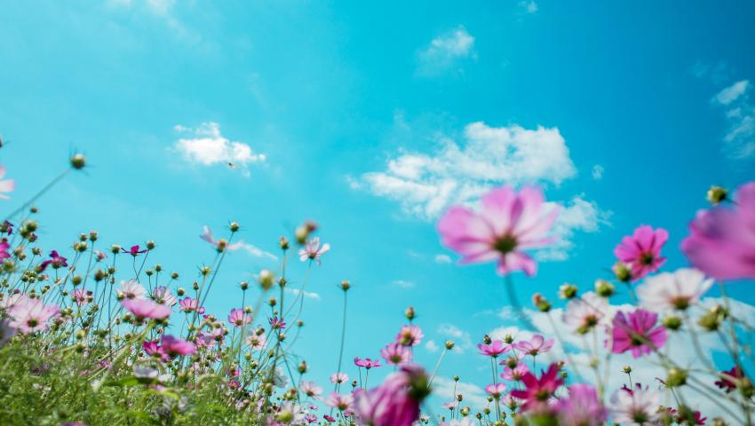 summer flowers